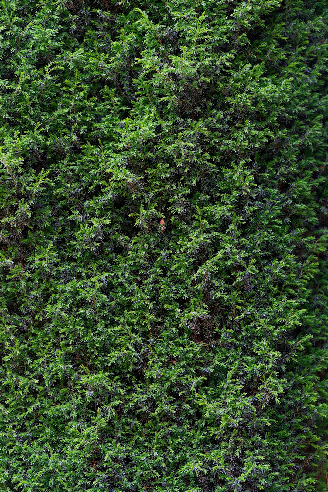 Photorealistic top down view of an entire wall covered in dark green thujas, shot on Sony Alpha A7 III with FE24mm F/8 lens, f5.6 aperture, shutter speed is onetStringLength the picture is about five meters, depth of field, hyper realistic, intricate detail, highly detailed, natural lighting, cinematic lighting, –ar 85:128