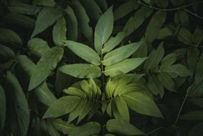 Top view of green leaves in the forest, cinematic, natural light, dark background, close up, shot on Sony Alpha A7 III camera with Sony FE 24-85mm f/3.5-6.0 OSS lens, natural lighting, hyper realistic photograph in the style of nature. --ar 128:85