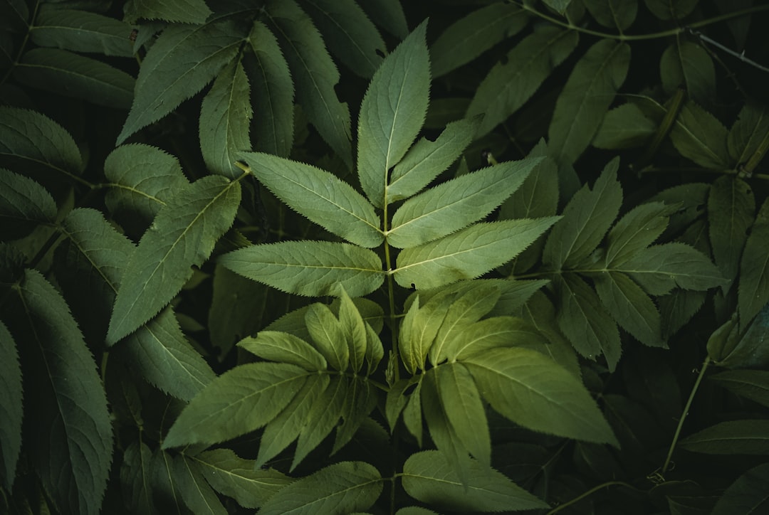 Top view of green leaves in the forest, cinematic, natural light, dark background, close up, shot on Sony Alpha A7 III camera with Sony FE 24-85mm f/3.5-6.0 OSS lens, natural lighting, hyper realistic photograph in the style of nature. –ar 128:85