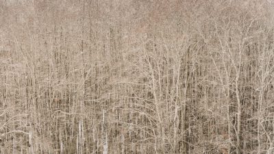 A photograph of the top view of an endless forest made of white birch trees in winter, in the style of aerial photography. The texture and neutral colors include beige tones with a neutral color palette of muted tones. It has the appearance of a vintage filter with grain, soft focus, blurriness, no contrast, low resolution, high noise and chromatic aberration. --ar 16:9