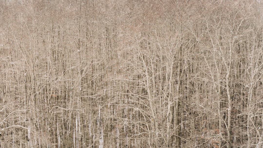 A photograph of the top view of an endless forest made of white birch trees in winter, in the style of aerial photography. The texture and neutral colors include beige tones with a neutral color palette of muted tones. It has the appearance of a vintage filter with grain, soft focus, blurriness, no contrast, low resolution, high noise and chromatic aberration. –ar 16:9