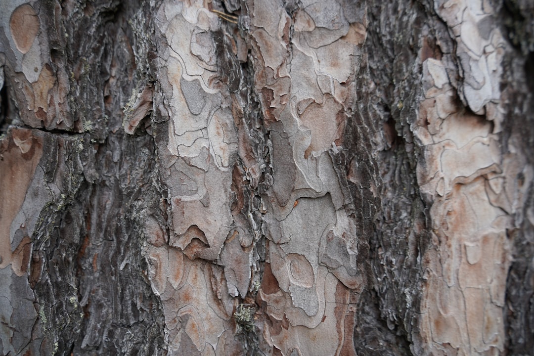 Pine tree bark has unique patterns and textures, which can be used as an element of design or texture in photography. The intricate details on the trunk create visual interest for various creative projects. The highly detailed photograph shows the texture in the style of a stock photo. –ar 128:85