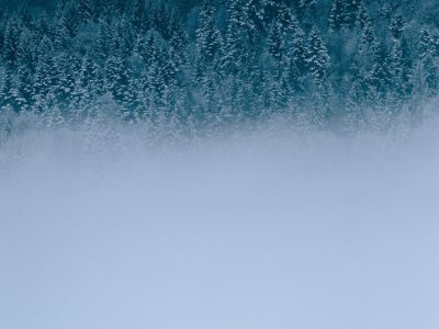 a gradient background with a forest of trees covered in snow, foggy sky, blue color palette, simple design, minimalistic, high resolution, high quality, high detail, cinematic, professional photography, sharp focus, no blur, texture, shot on Canon EOS 5D Mark IV --ar 4:3