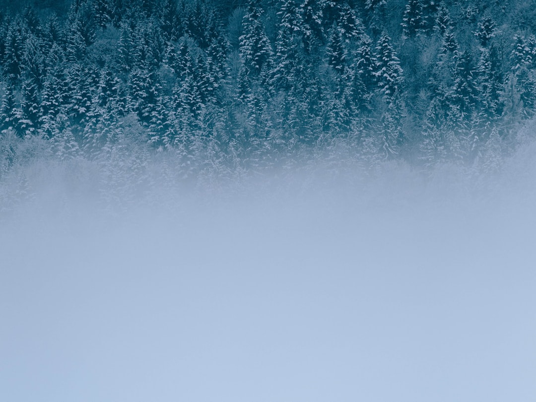 a gradient background with a forest of trees covered in snow, foggy sky, blue color palette, simple design, minimalistic, high resolution, high quality, high detail, cinematic, professional photography, sharp focus, no blur, texture, shot on Canon EOS 5D Mark IV –ar 4:3