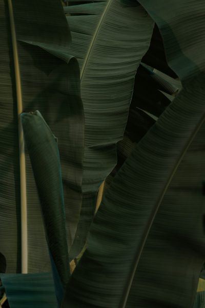 A close up of large, dark green banana leaves in the style of hyper realistic photography. --ar 85:128