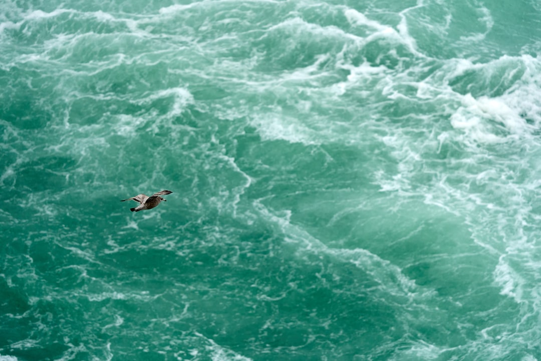 A bird flying over the rough ocean in an aerial view with white and green colors. The photo was taken with provia film in a Mamiya RB67 camera using a Fujifilm Pro285Z and a 30mm lens at f/4. –ar 128:85