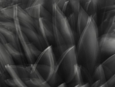 Abstract blurry black and white photograph of leaves, creating an impressionistic pattern with the motion blur effect. --ar 128:97