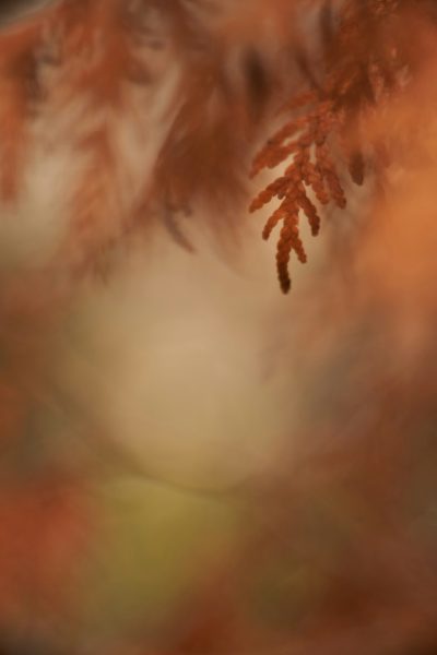 A closeup of an autumn fern, with the background outoffocus and blurred in shades of brown to light red, creating a soft, dreamy atmosphere. The focus is on delicate details like veins or stegos gym metallic sheen. In the foreground, there's a hint of a forest setting. This image should evoke warmth and nostalgia for fall season. The overall tone will be warm, inviting, and soothing. It could represent nature during its most enchanting time of year. --ar 85:128