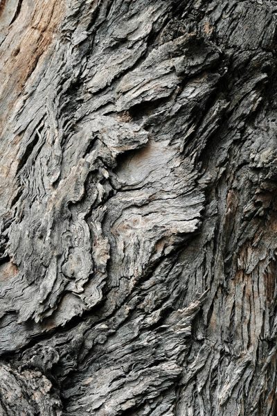 Closeup of tree bark texture, showcasing intricate patterns and textures that add depth to the background, perfect for adding realistic details to various creative projects. The photo was taken on a Canon R5C camera. --ar 85:128