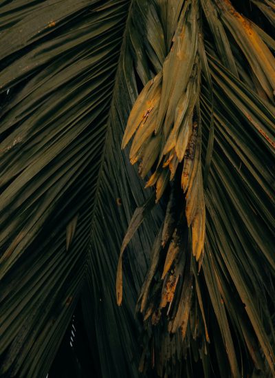 a close up of an exotic palm tree with fronds, taken from the perspective looking down at it, the leaves have yellow and brown spots on them, dark background, low angle, grainy film stock --ar 93:128