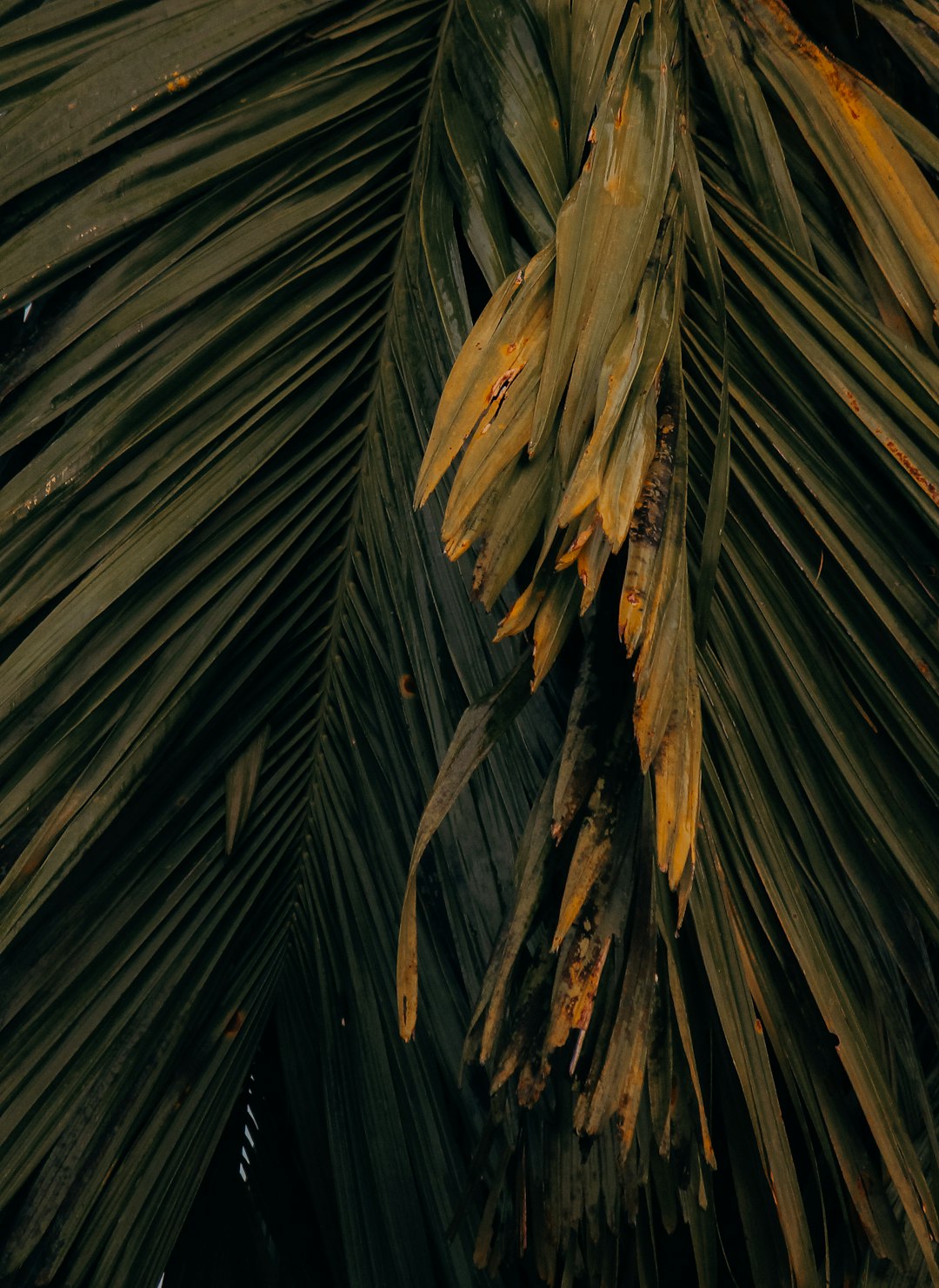 a close up of an exotic palm tree with fronds, taken from the perspective looking down at it, the leaves have yellow and brown spots on them, dark background, low angle, grainy film stock –ar 93:128