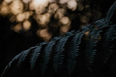 Fern leaves, bokeh background, dark atmosphere, low angle shot, macro photography, in the style of Canon EOS R5 --ar 128:85