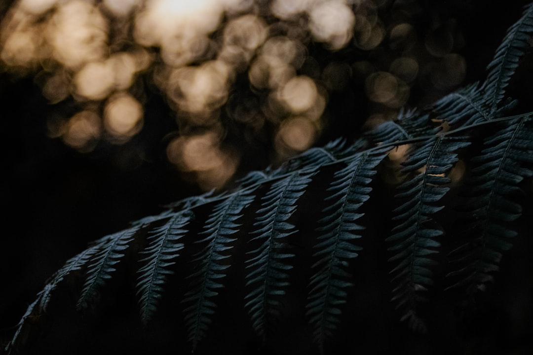 Fern leaves, bokeh background, dark atmosphere, low angle shot, macro photography, in the style of Canon EOS R5 –ar 128:85