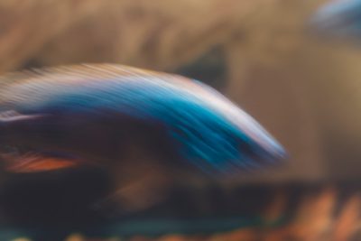 Close up of blue and brown fish tail, motion blur, blurry background, abstract, bokeh effect, depth of field, outoffocus, professional photography, professional color grading, canon eos r5 --ar 128:85