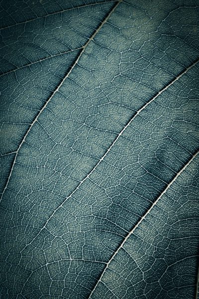 A closeup of the veins on an intricate leaf, capturing their delicate patterns and textures in a macro photography style. The background is dark blue to highlight the natural details. This design would be suitable for nature-themed mobile wallpaper or cover art with copy space at the top right corner, in the style of macro photography. --ar 85:128