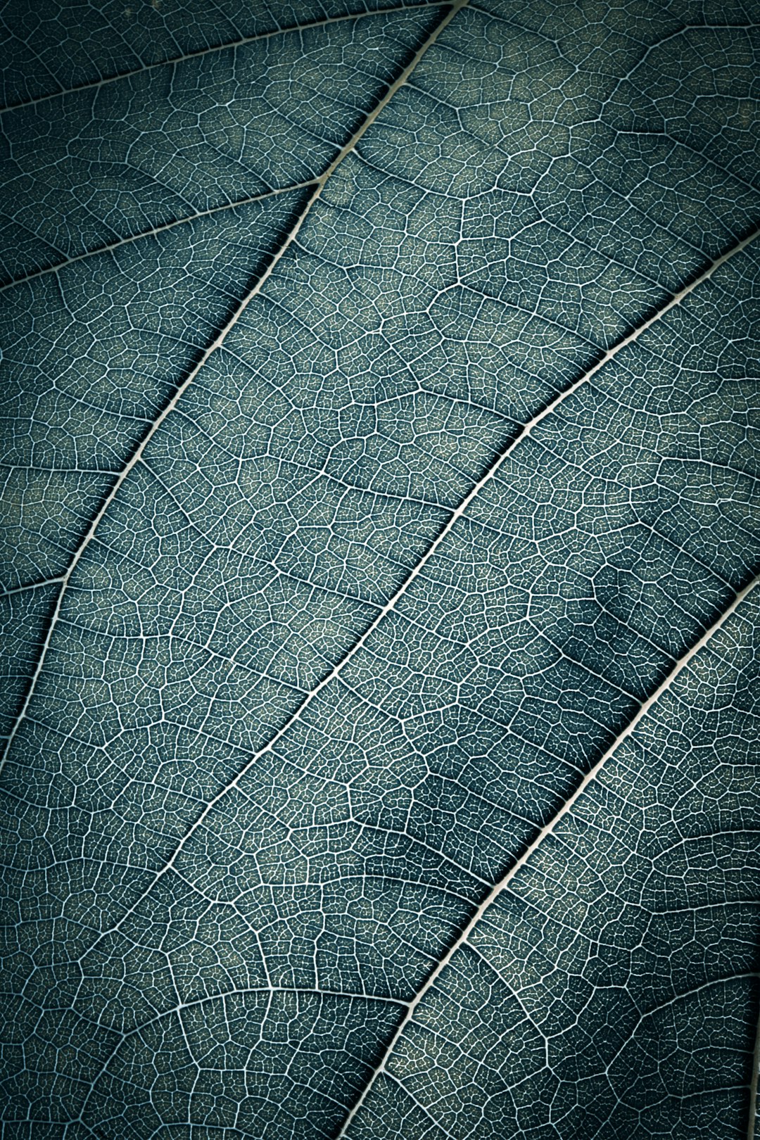 A closeup of the veins on an intricate leaf, capturing their delicate patterns and textures in a macro photography style. The background is dark blue to highlight the natural details. This design would be suitable for nature-themed mobile wallpaper or cover art with copy space at the top right corner, in the style of macro photography. –ar 85:128