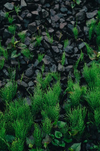 Black rocks, green plants on the ground, dark background, low angle shot, macro photography, overhead view, depth of field, high definition photography, high resolution, high detail, cinematography, in the style of cinematic style, clean sharp focus, depth of field --ar 85:128