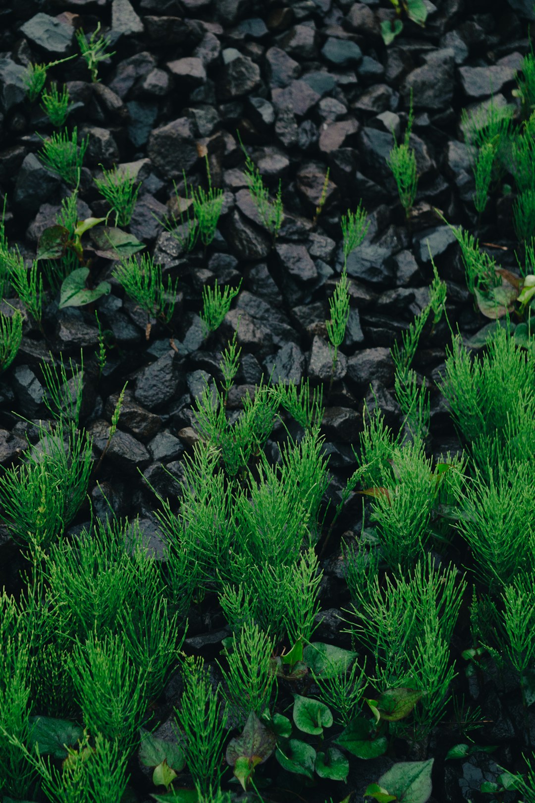 Black rocks, green plants on the ground, dark background, low angle shot, macro photography, overhead view, depth of field, high definition photography, high resolution, high detail, cinematography, in the style of cinematic style, clean sharp focus, depth of field –ar 85:128