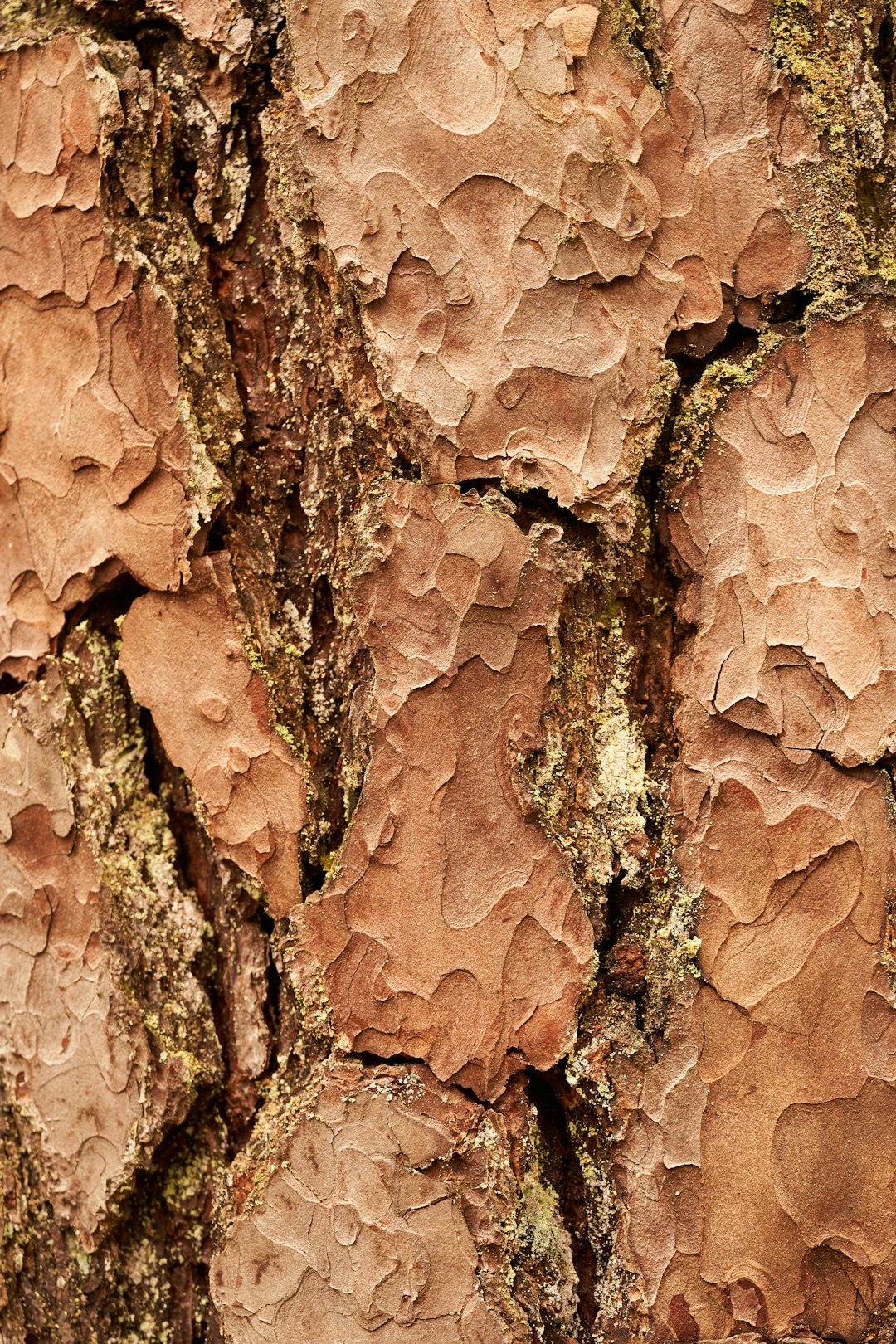 Pine tree bark, detailed texture of wood with visible grain and patterns, detailed closeup shot, warm earth tones, natural light, macro photography style, high resolution, stock photo quality –ar 85:128