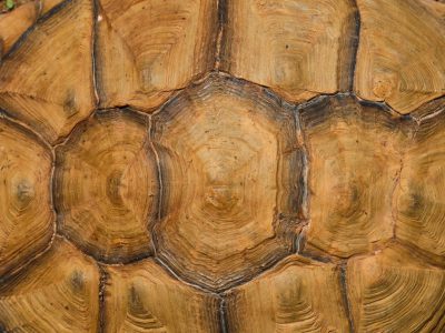 Closeup of the shell texture on an Asian shorthorned tortoise, showcasing its unique pattern and depth. Full body shot in the style of professional photography in natural light, high quality photo, stock photo. --ar 4:3