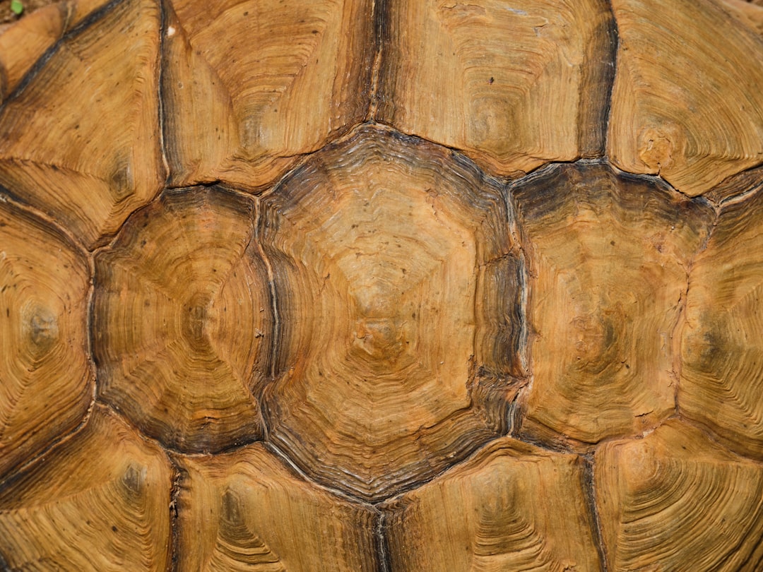 Closeup of the shell texture on an Asian shorthorned tortoise, showcasing its unique pattern and depth. Full body shot in the style of professional photography in natural light, high quality photo, stock photo. –ar 4:3