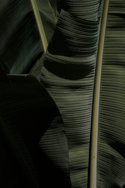 A close up of large, dark green banana leaves with high contrast and low light creating shadows. The photography has a cinematic and textured detail, appearing photo realistic and hyper detailed. --ar 85:128