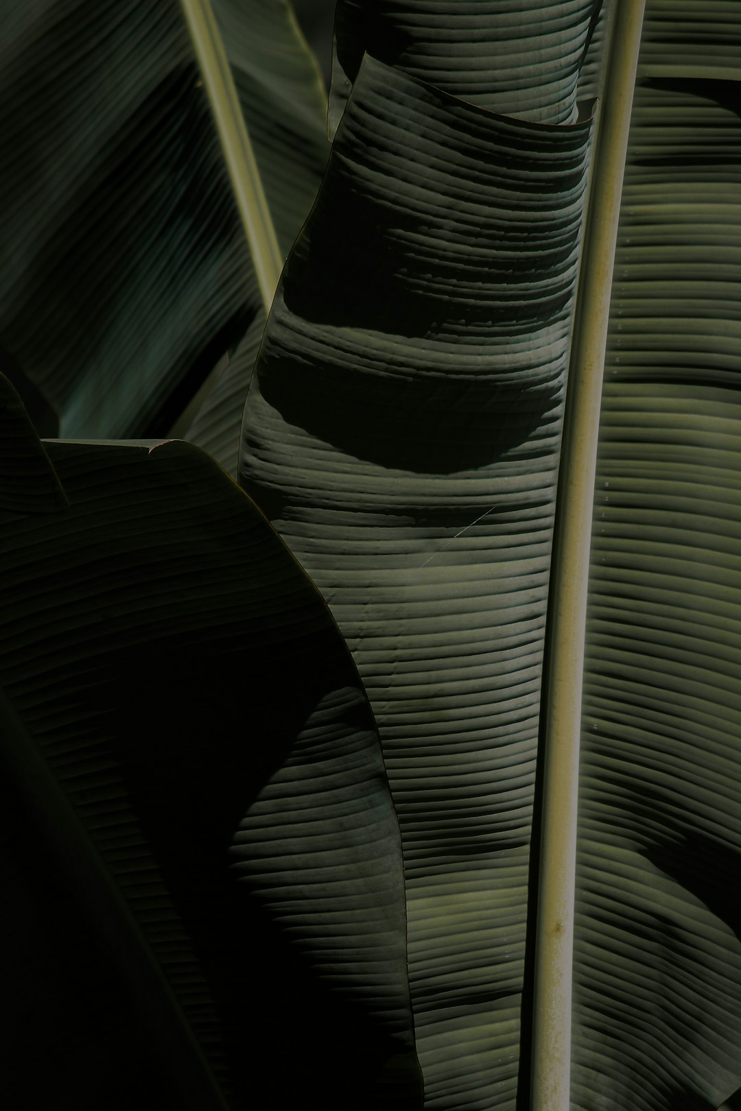 A close up of large, dark green banana leaves with high contrast and low light creating shadows. The photography has a cinematic and textured detail, appearing photo realistic and hyper detailed. –ar 85:128