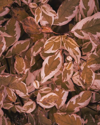 A photograph of leaves with brown and white stripes in pink lighting, taken with Fujifilm Pro 400H film. --ar 51:64