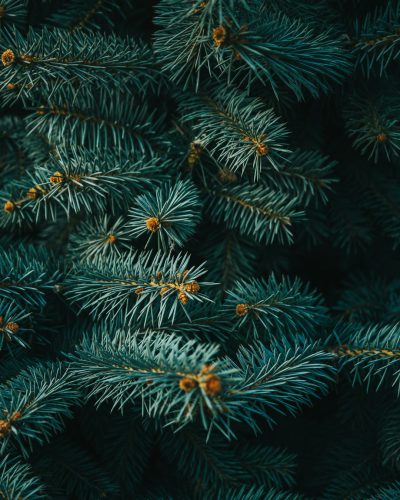 A close-up shot of dark green pine tree branches, photorealistic, in the style of unsplash photography, dark background --ar 51:64