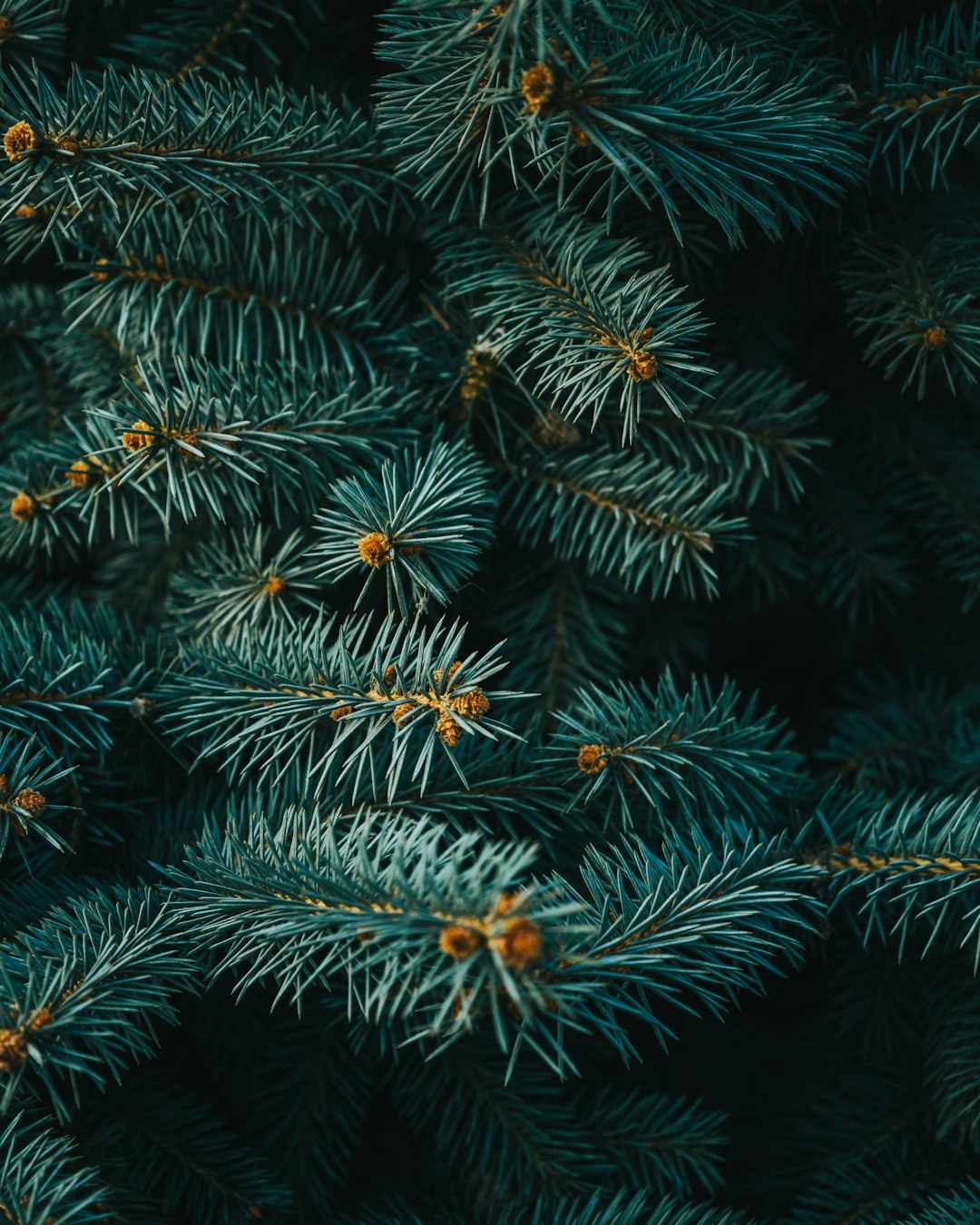 A close-up shot of dark green pine tree branches, photorealistic, in the style of unsplash photography, dark background –ar 51:64