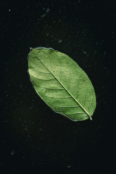 A single leaf floating on the water, macro photography in the style of black background, dark green tones, high contrast, overhead perspective, high resolution, rich details of natural elements, minimalism. --ar 85:128