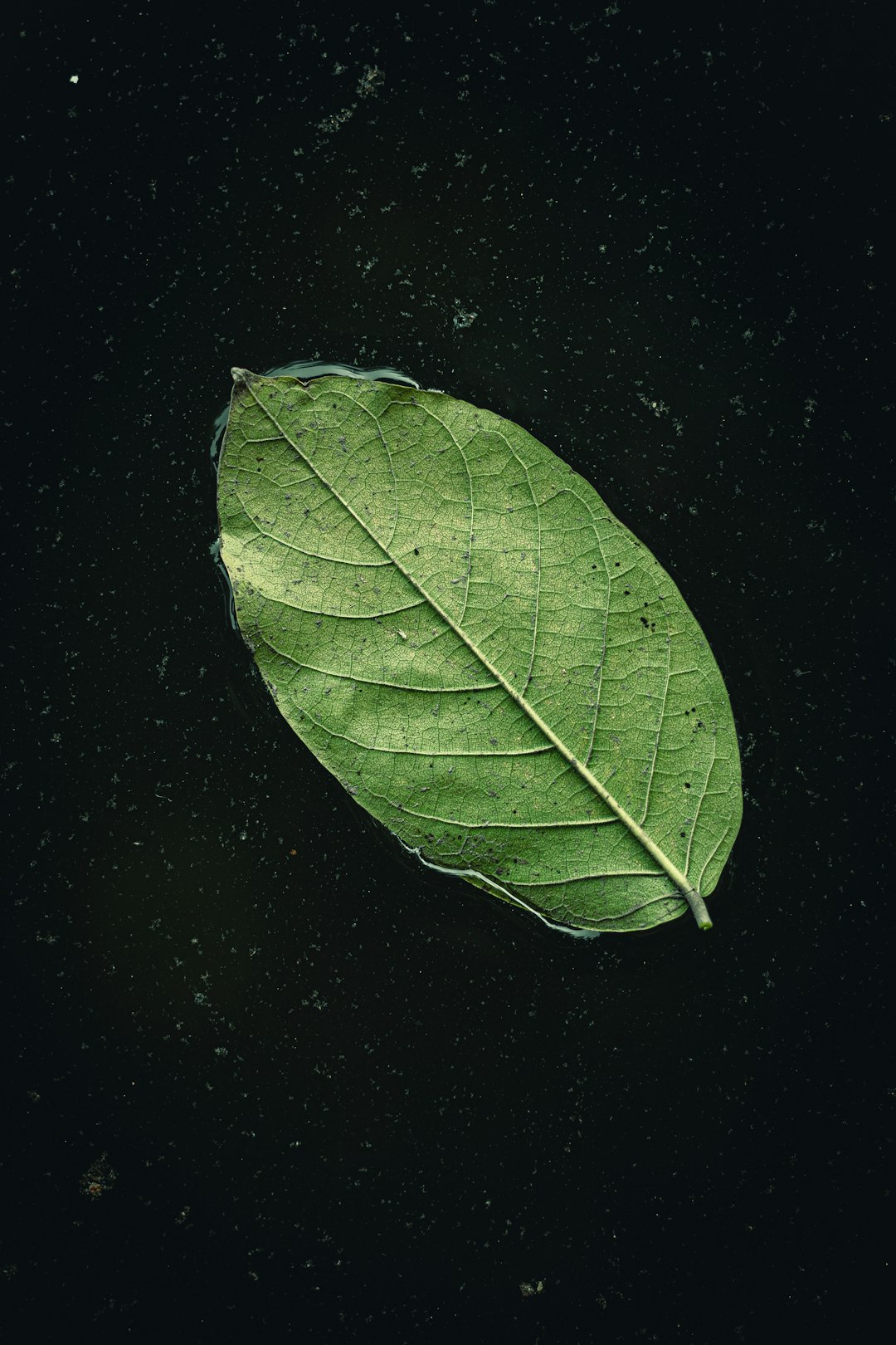 A single leaf floating on the water, macro photography in the style of black background, dark green tones, high contrast, overhead perspective, high resolution, rich details of natural elements, minimalism. –ar 85:128