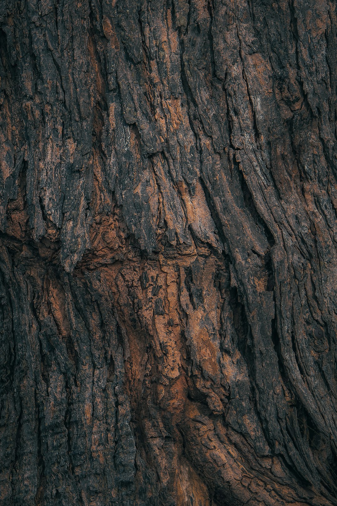 close up of tree bark, detailed texture, dark brown and black color palette, hyper realistic photography –ar 85:128