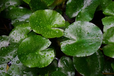 Top view of water lily leaves with raindrops, symbolizing tranquility and nature's beauty. --ar 128:85