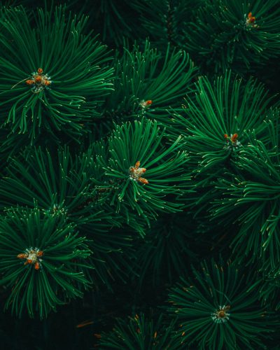 Dark green pine branches, dense and lush with many small flowers on the top of each branch, symmetrical composition, macro photography, high definition photography, high resolution, texture focus, dark background, pure black background, flat, top view, front view, natural light, soft lighting, high detail, fine details, high quality. --ar 51:64