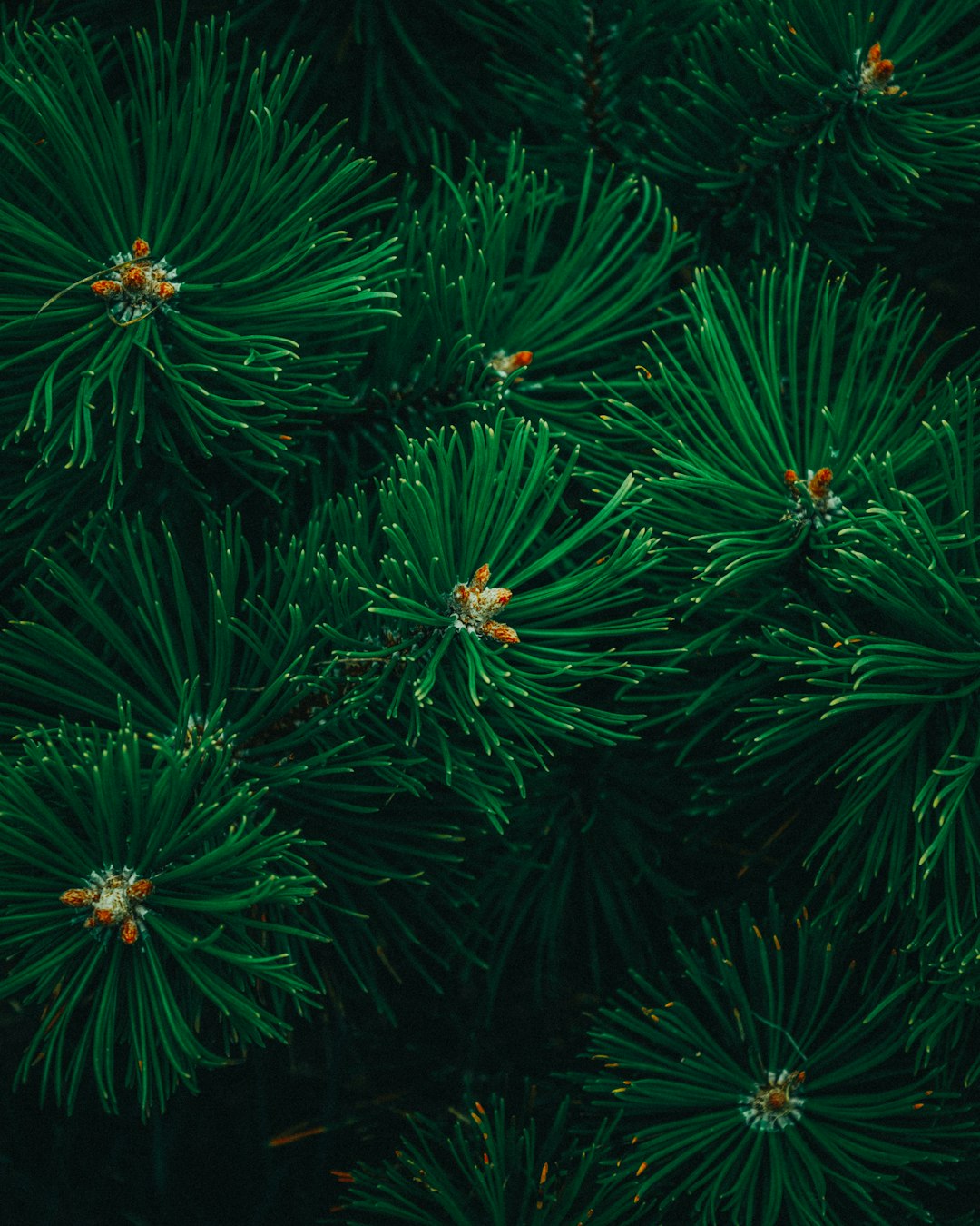 Dark green pine branches, dense and lush with many small flowers on the top of each branch, symmetrical composition, macro photography, high definition photography, high resolution, texture focus, dark background, pure black background, flat, top view, front view, natural light, soft lighting, high detail, fine details, high quality. –ar 51:64