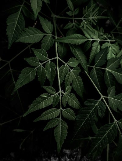 leaves of neem tree, dark background, cinematic, photography --ar 97:128