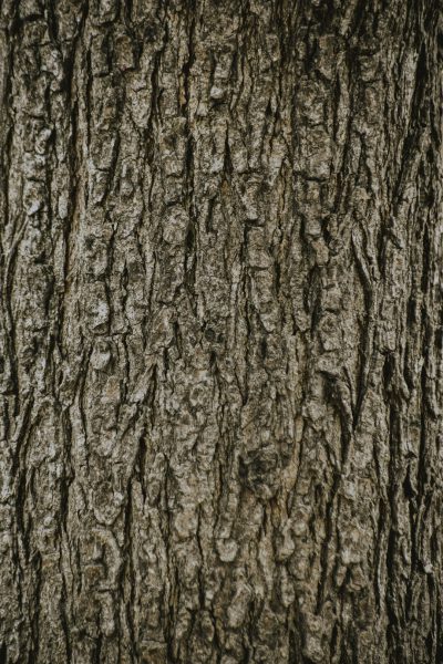 close up photo of tree bark, texture, dark tones, grainy, high resolution, hyper realistic --ar 85:128