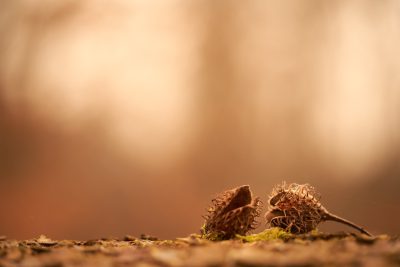 Closeup of an acorn on the forest floor, blurred background, macro photography, shallow depth of field, warm tones, Nikon D850, f/2 lens, soft focus, detailed texture of wood and moss. --ar 128:85