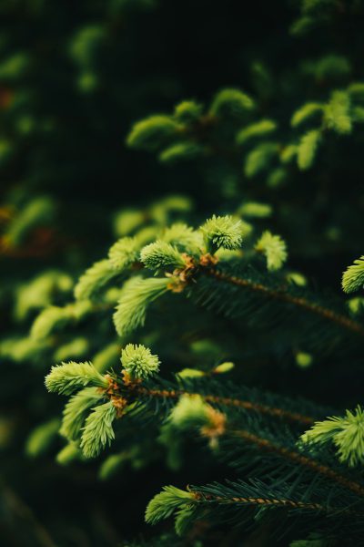 Close-up photo of pine tree branches in green color against a blurred dark background in the style of Unsplash photography. --ar 85:128