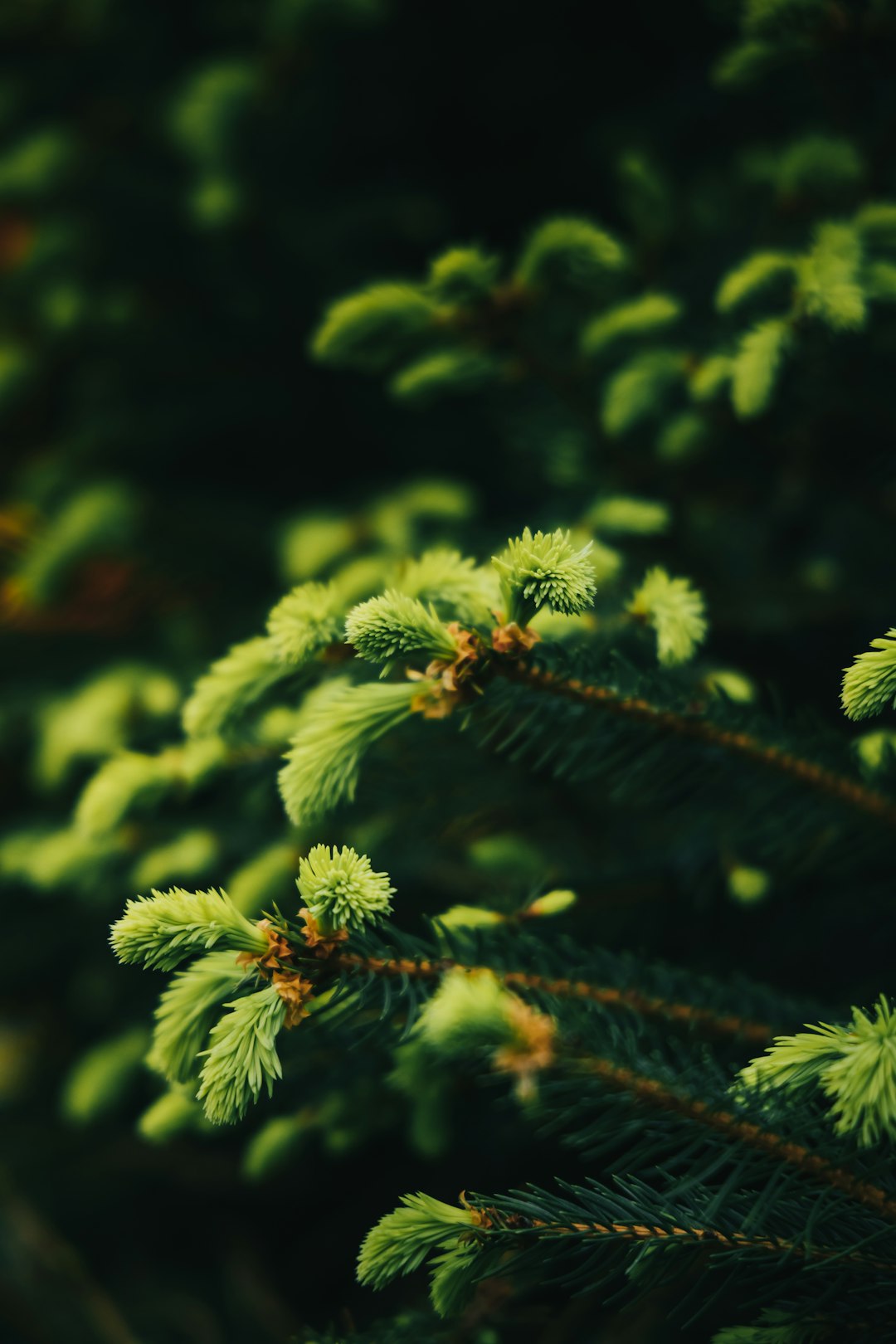 Close-up photo of pine tree branches in green color against a blurred dark background in the style of Unsplash photography. –ar 85:128