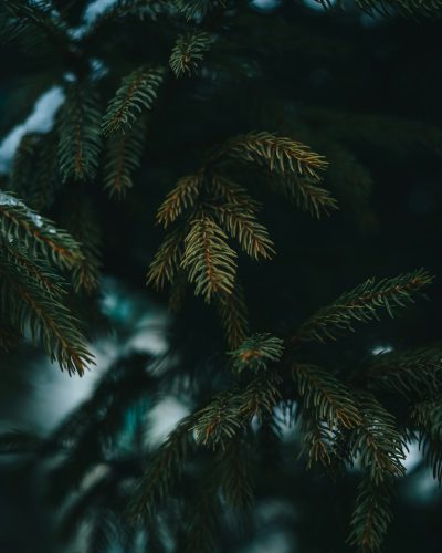 A close up of dark green pine tree branches, in the style of boho, dark background, unsplash photography. --ar 51:64