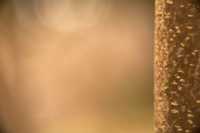 Close up of tree bark with blurred background, macro photography with a bokeh effect, brown and beige color tones with soft lighting, elegant style, detailed shot focusing on texture, in the style of Nikon D850 --ar 128:85