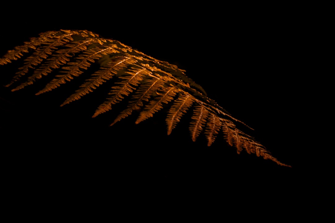 A fern leaf illuminated in the style of the light of fire, against a black background, photo taken with Provia, experimental photography, a dark amber and gold color, hard edges, high resolution. –ar 128:85