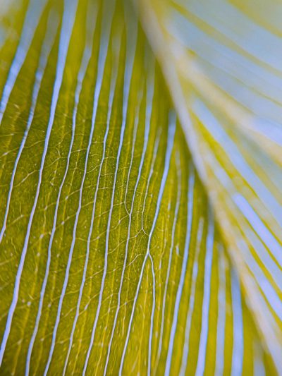 A closeup of the intricate patterns on a yellow and white palm leaf, with delicate lines that form elegant curves against a soft blue background. The photograph uses focus stacking and macro photography to showcase the light green and dark gold, naturalistic materials and close up, detailed texture of the leaf in the style of delicate lines that form elegant curves against a soft blue background. --ar 3:4