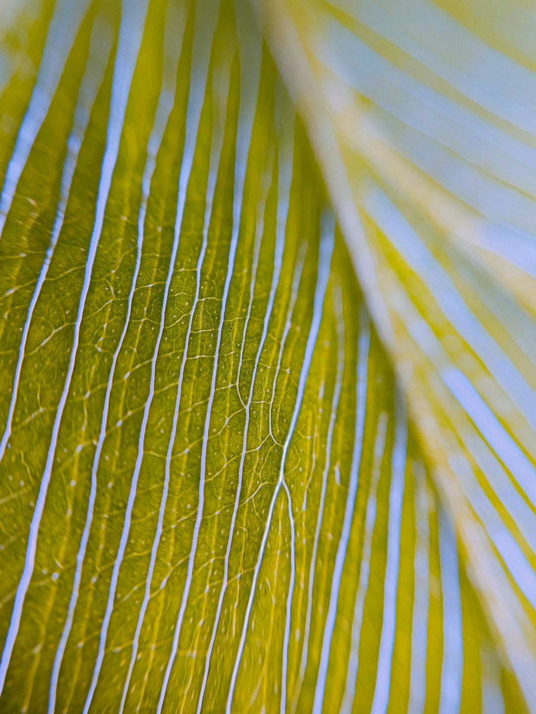 A closeup of the intricate patterns on a yellow and white palm leaf, with delicate lines that form elegant curves against a soft blue background. The photograph uses focus stacking and macro photography to showcase the light green and dark gold, naturalistic materials and close up, detailed texture of the leaf in the style of delicate lines that form elegant curves against a soft blue background. –ar 3:4