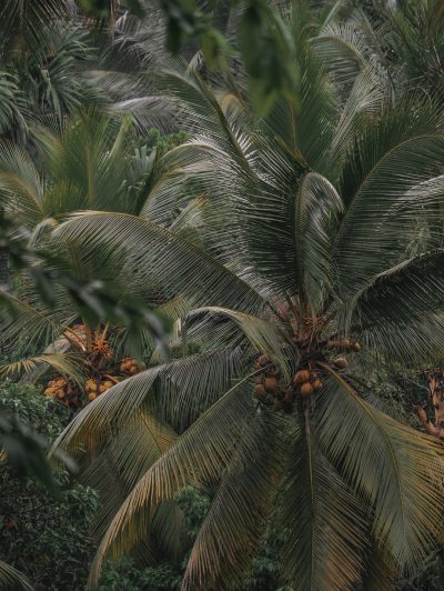 A photo of lush palm trees taken from above with coconuts hanging on the tree, jungle vibes, green and brown tones, in the style of unsplash photography. --ar 3:4