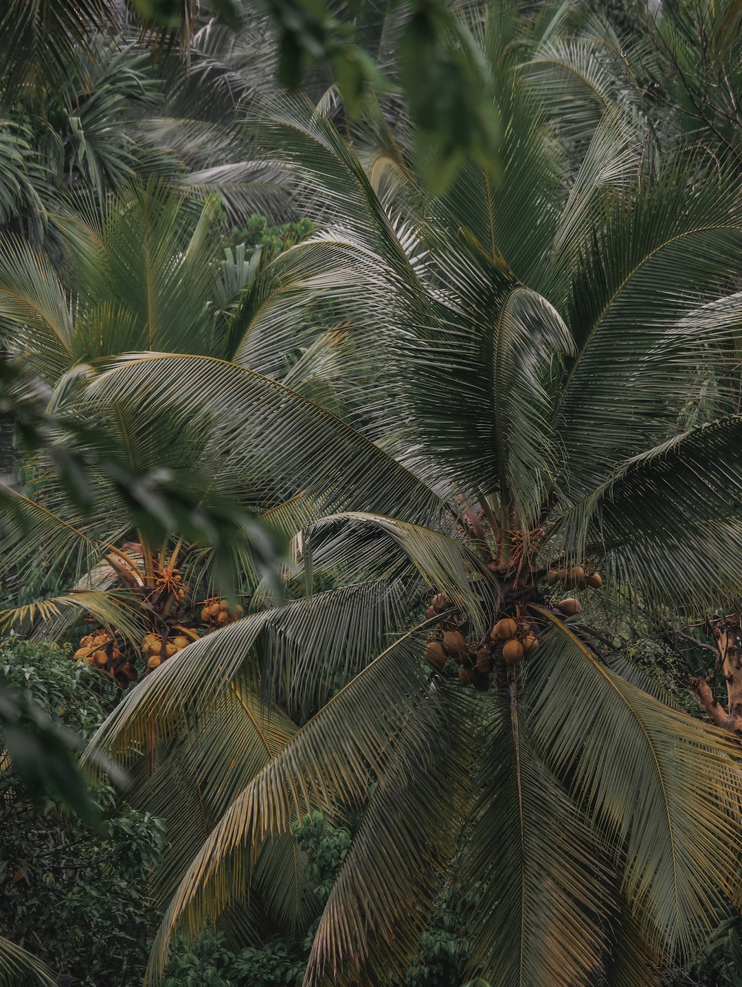 A photo of lush palm trees taken from above with coconuts hanging on the tree, jungle vibes, green and brown tones, in the style of unsplash photography. –ar 3:4