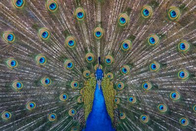 Photo of a peacock displaying its vibrant plumage, with feathers patterned in blue and green hues. Award winning photography by a professional photographer, highly detailed, high resolution, full body shot, zoom focus, wide angle lens, photo taken from above the head looking down at the subject, in the style of the photographer. --ar 128:85