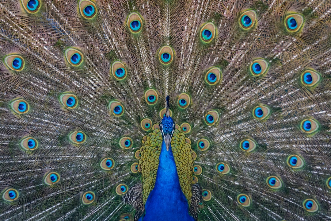 Photo of a peacock displaying its vibrant plumage, with feathers patterned in blue and green hues. Award winning photography by a professional photographer, highly detailed, high resolution, full body shot, zoom focus, wide angle lens, photo taken from above the head looking down at the subject, in the style of the photographer. –ar 128:85